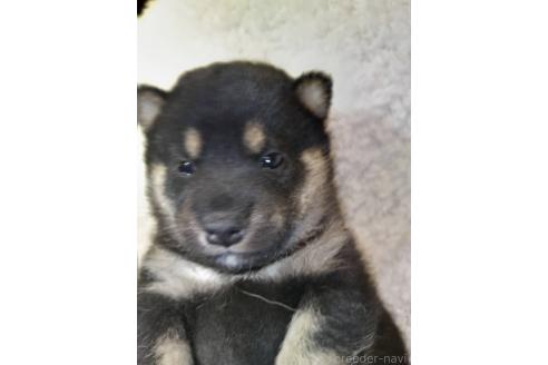 販売中の岐阜県の柴犬-390842