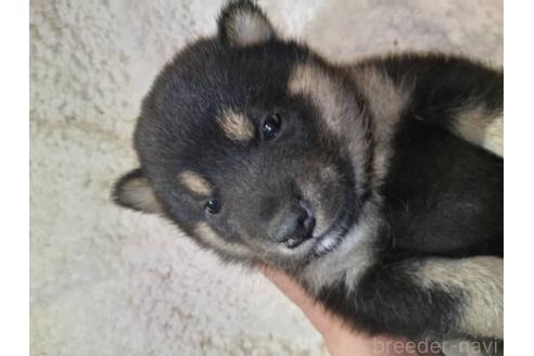 販売中の岐阜県の柴犬-390843の2枚目