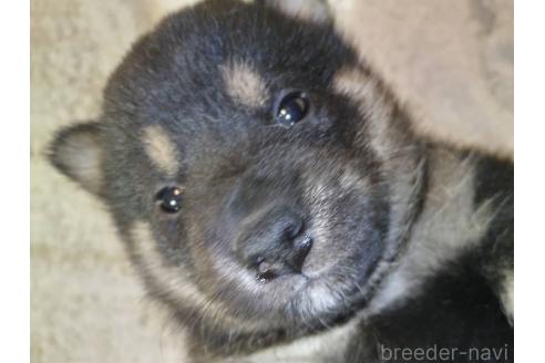 販売中の岐阜県の柴犬-390843の1枚目