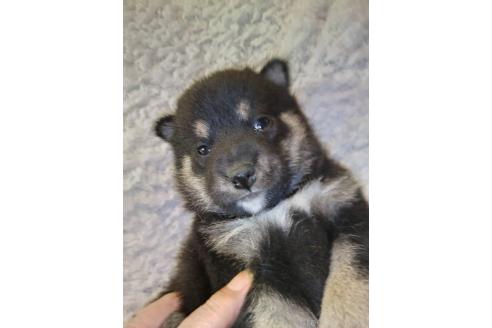 販売中の岐阜県の柴犬-390844