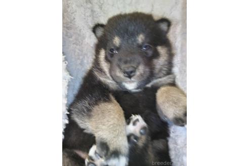 販売中の岐阜県の柴犬-390844の3枚目