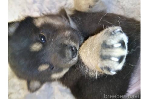 販売中の岐阜県の柴犬-390844の2枚目