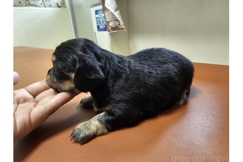 販売中の愛知県のチワックス:チワワ×ミニチュアダックスフンド-390853の6枚目