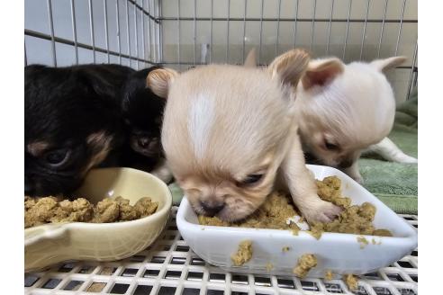 販売中の愛知県のチワワ(ロングコート)-390855の8枚目
