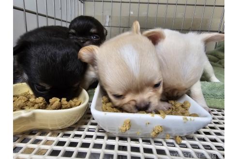 販売中の愛知県のチワワ(ロングコート)-390855の7枚目
