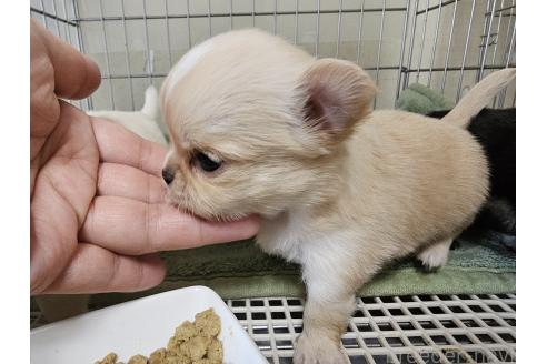 販売中の愛知県のチワワ(ロングコート)-390855の6枚目