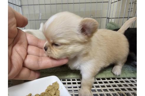 販売中の愛知県のチワワ(ロングコート)-390855の5枚目