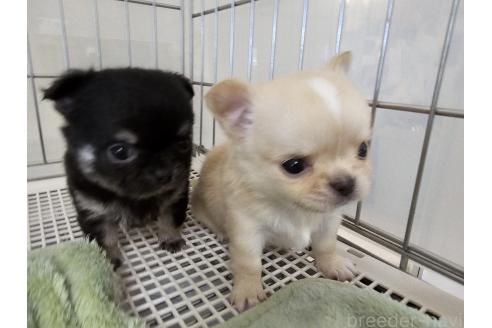販売中の愛知県のチワワ(ロングコート)-390855の2枚目