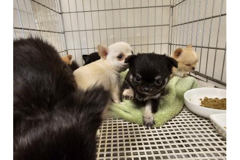 販売中の愛知県のチワワ(ロングコート)-390856の4枚目
