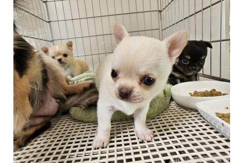 販売中の愛知県のチワワ(スムースコート)-390857の7枚目