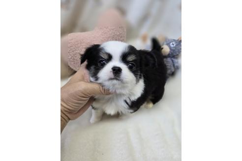 販売中の香川県のチワワ(ロングコート)-389643の7枚目