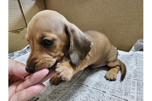 販売中の愛知県のミニチュアダックスフンド(スムースヘアード)-390859の3枚目