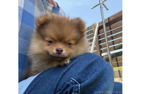 販売中の山口県のポメラニアン-388225の2枚目