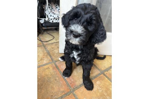 販売中の茨城県のミックス犬-386014