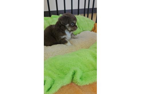 販売中の兵庫県のチワワ(ロングコート)-390871の3枚目