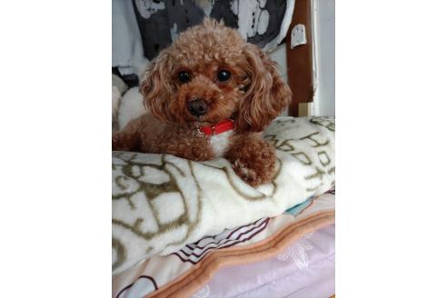 ティナちゃん1枚目