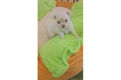 販売中の兵庫県のチワワ(ロングコート)-390877の5枚目
