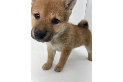 商談中の千葉県の柴犬-390669の9枚目