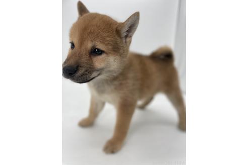 商談中の千葉県の柴犬-390669の8枚目