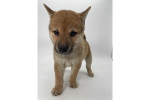 商談中の千葉県の柴犬-390669の7枚目