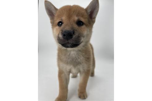 商談中の千葉県の柴犬-390669の1枚目