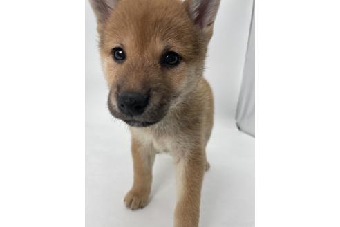 商談中の千葉県の柴犬-390669の6枚目