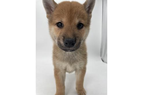 商談中の千葉県の柴犬-390669の5枚目