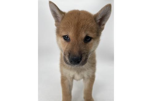 商談中の千葉県の柴犬-390669の4枚目