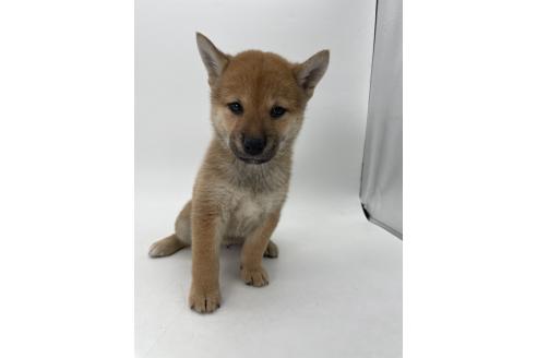 商談中の千葉県の柴犬-390669の3枚目