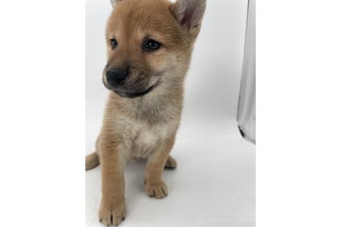 商談中の千葉県の柴犬-390669の2枚目