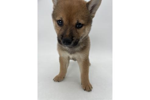 販売中の千葉県の柴犬-390500の11枚目