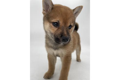 販売中の千葉県の柴犬-390500の10枚目