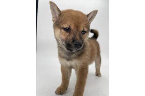 販売中の千葉県の柴犬-390500の9枚目