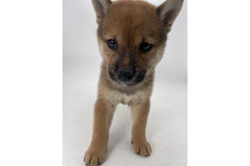 販売中の千葉県の柴犬-390500の8枚目
