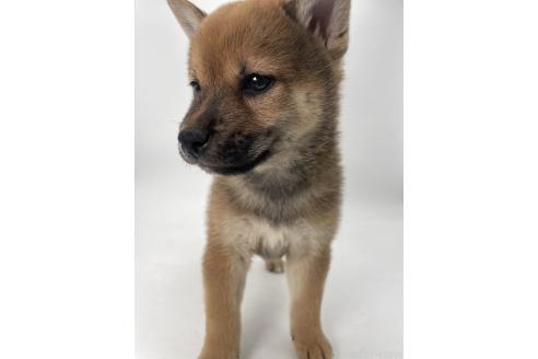 販売中の千葉県の柴犬-390500の7枚目