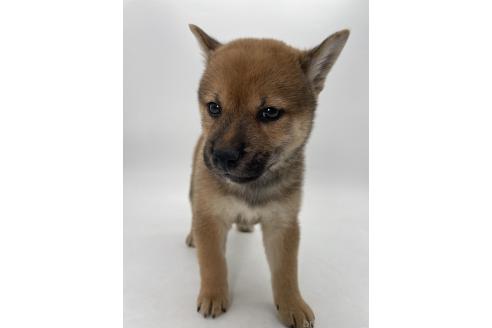 販売中の千葉県の柴犬-390500の6枚目