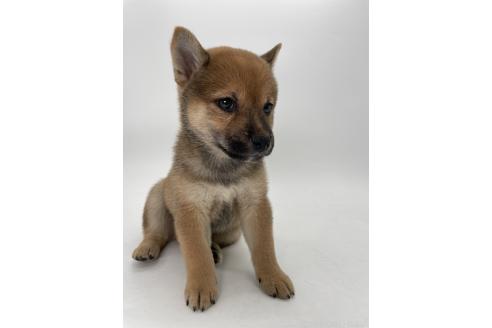 販売中の千葉県の柴犬-390500の5枚目