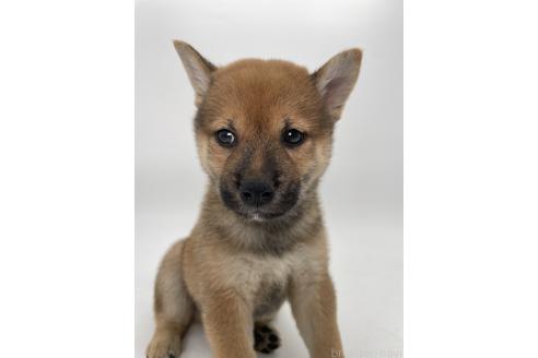 販売中の千葉県の柴犬-390500の4枚目