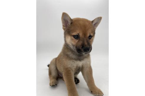 販売中の千葉県の柴犬-390500の2枚目
