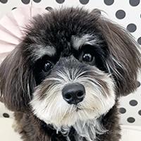 ルナちゃん1枚目