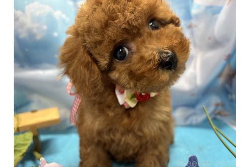 販売中の栃木県のタイニープードル-390891の7枚目