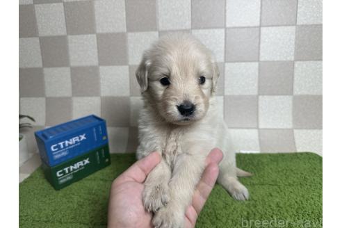 販売中の奈良県のゴールデンレトリーバー-390894の2枚目