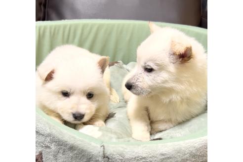販売中の奈良県のホワイトスイスシェパードドッグ-390897の10枚目