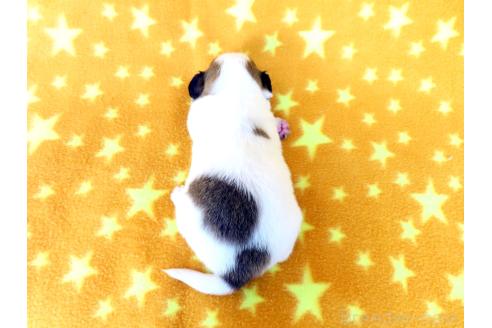 販売中の千葉県のパピヨン-390898の5枚目