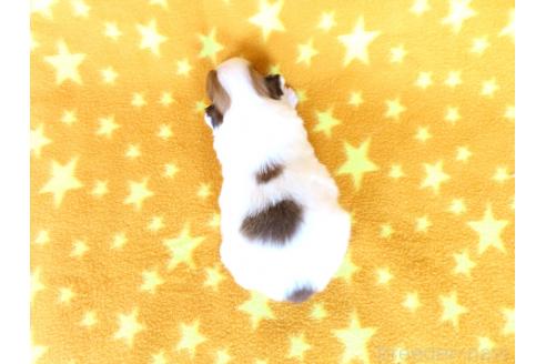 販売中の千葉県のパピヨン-390899の5枚目