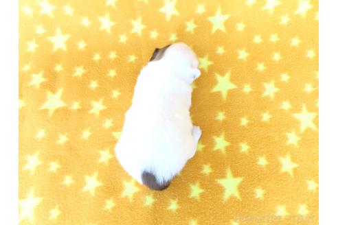 販売中の千葉県のパピヨン-390900の5枚目