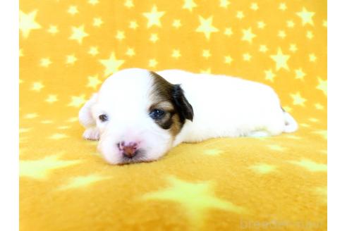 販売中の千葉県のパピヨン-390900の4枚目