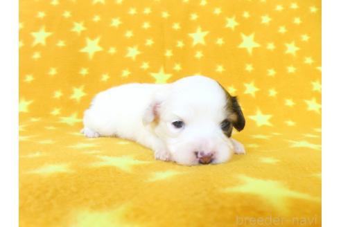 販売中の千葉県のパピヨン-390900の2枚目