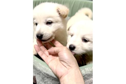 販売中の奈良県のホワイトスイスシェパードドッグ-390903の3枚目
