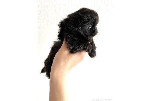 販売中の京都府のミックス犬-389988の2枚目